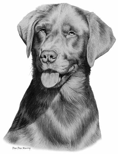 Chocolate Lab Portrait