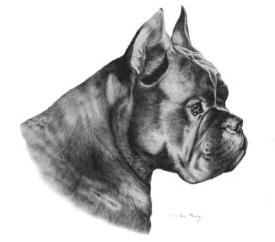 Boxer Portrait