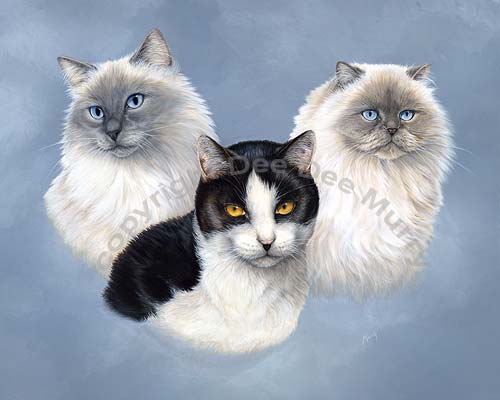 Ragdoll and Himalayan Cat Art