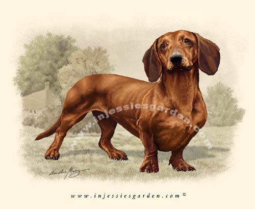 Classic Dachshund T Shirt