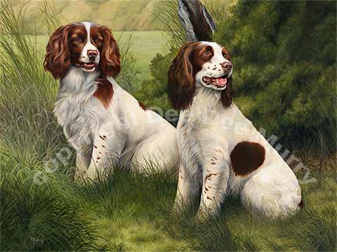 Springer Spaniel Art