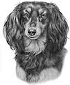 Longhaired Dachshund Black and Tan Dog Art